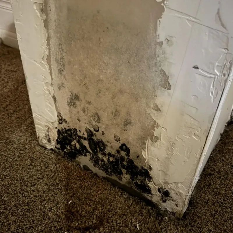 Professional Mold Removal in Walthall, MS